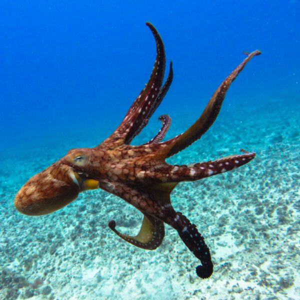 Spread-Eagled Octopus